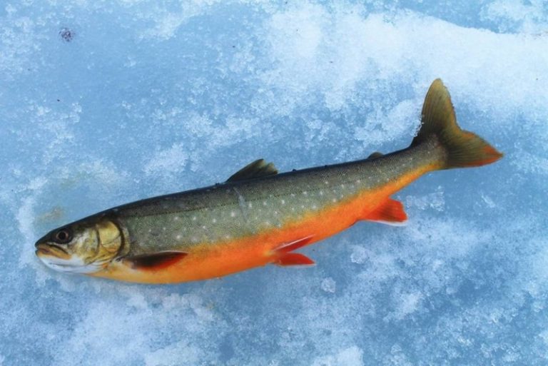 The relict char of Lake Nachikinsky: the struggle for survival