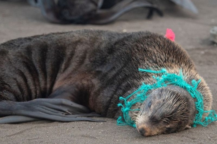 Kamchatka volunteers rescue seals from plastic and fishing nets