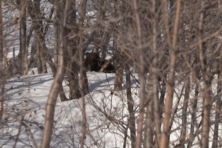 Bears don’t roam around Petropavlovsk-Kamchatsky