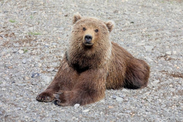 Kamchatka counted “urban” bears