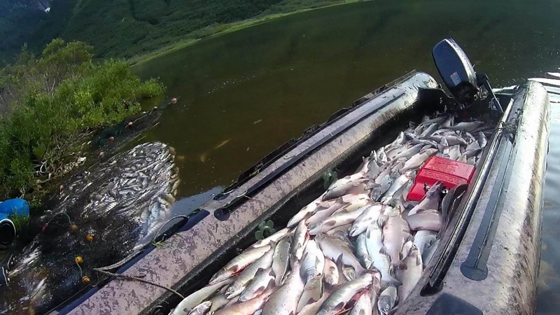 Poaching pressure on Kamchatka’s aquatic ecosystems continues unabated