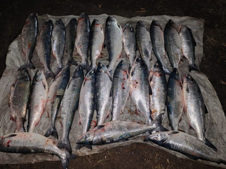 Fish inspectors in Kamchatka “caught” an unattended poaching boat with a catch