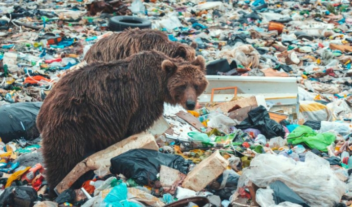 Portrait of Kamchatka “garbage” bears entered the world’s top best photos