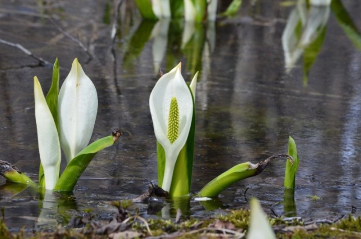 Lisichitons bloomed in Kamchatka