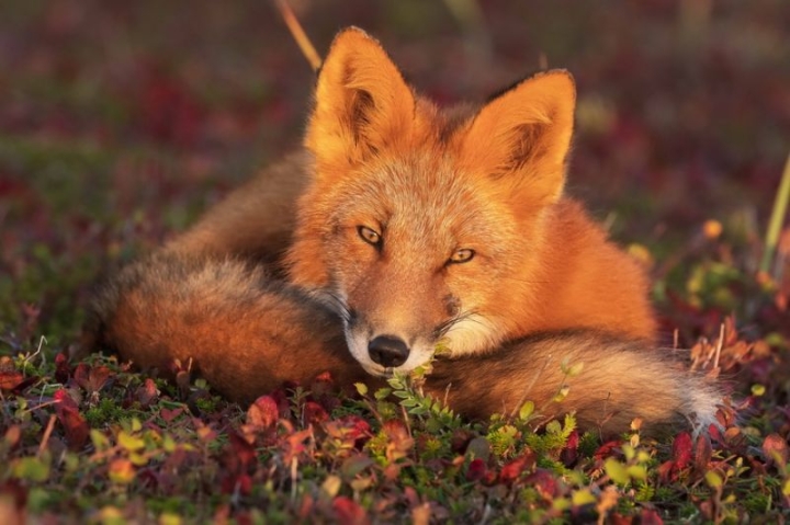 The Fire Fox from Kamchatka became the winner of the Crystal Compass Award