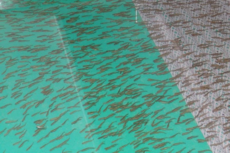 Factory salmon: an alarming symptom of Kamchatka’s environmental problems