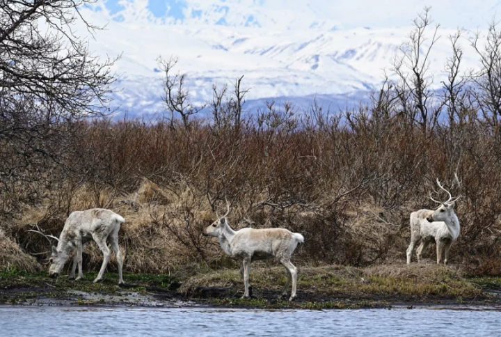 Wild reindeer returned to Kamchatka’s summer pastures