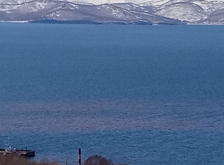 Phycotoxin poisoned mussels of Avacha bay