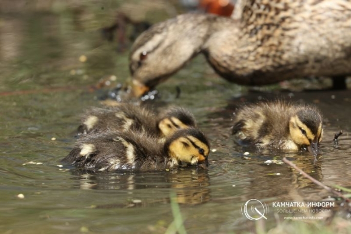 Photo fact: ducks open the swimming season in the center of Petropavlovsk-Kamchatsky
