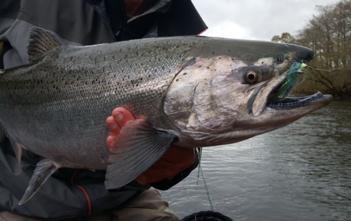 Kamchatka poachers put up the first chinook for sale at 1,800 per kg