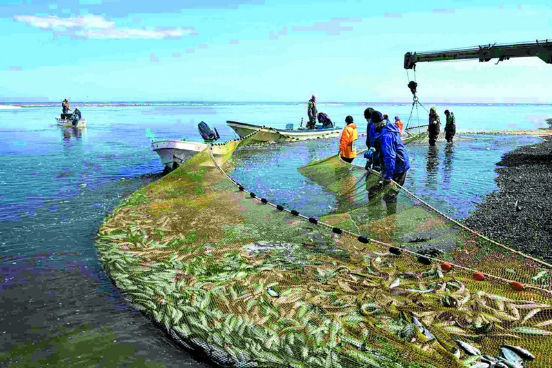 Kamchatka collective farm filed a lawsuit against Rosrybolovstvo for 360 million rubles