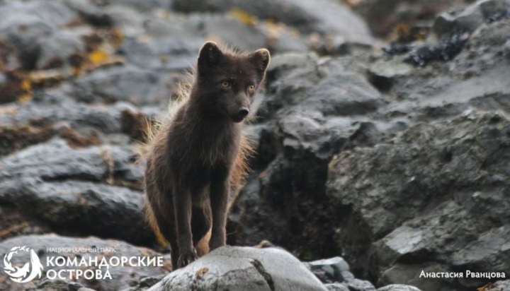 Red Book Arctic foxes on the island of Medny survived the winter on top dressing