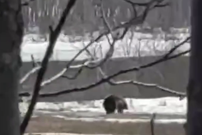The bear was walking near Petropavlovsk, not where he was “seen”