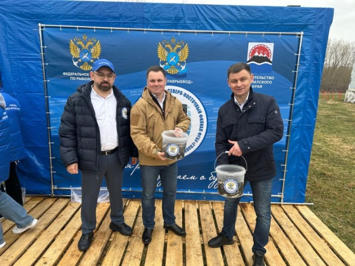 In Kamchatka, salmon fry grown to order were released into the river