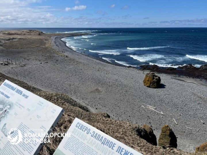 The rookery of seals and sea lions was put in order on the Commanders