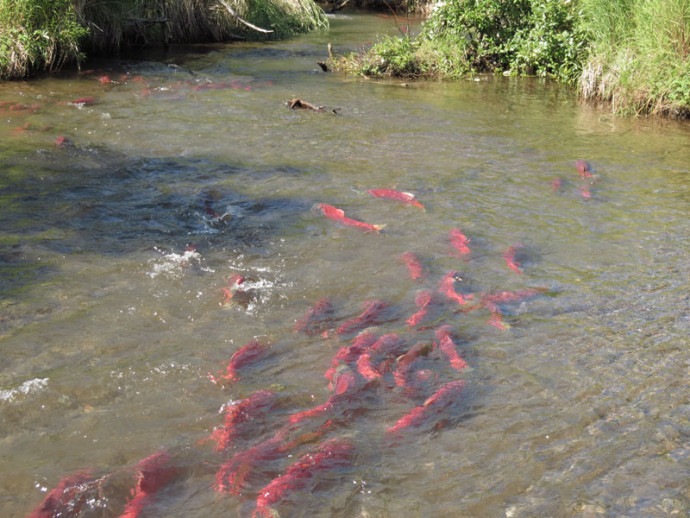 Kamchatka volcano eruption: salmon swims to their native ashes