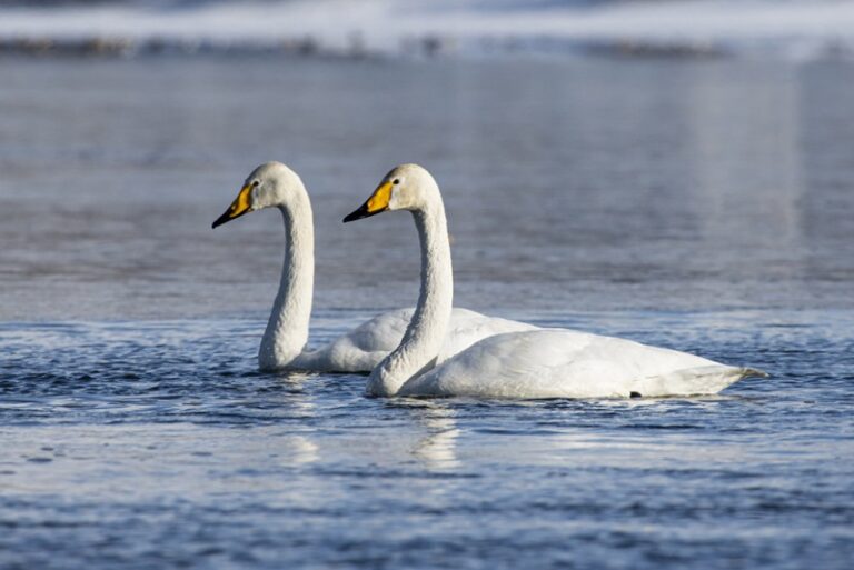 Parapolsky Valley in Kamchatka: new measures to save rare birds