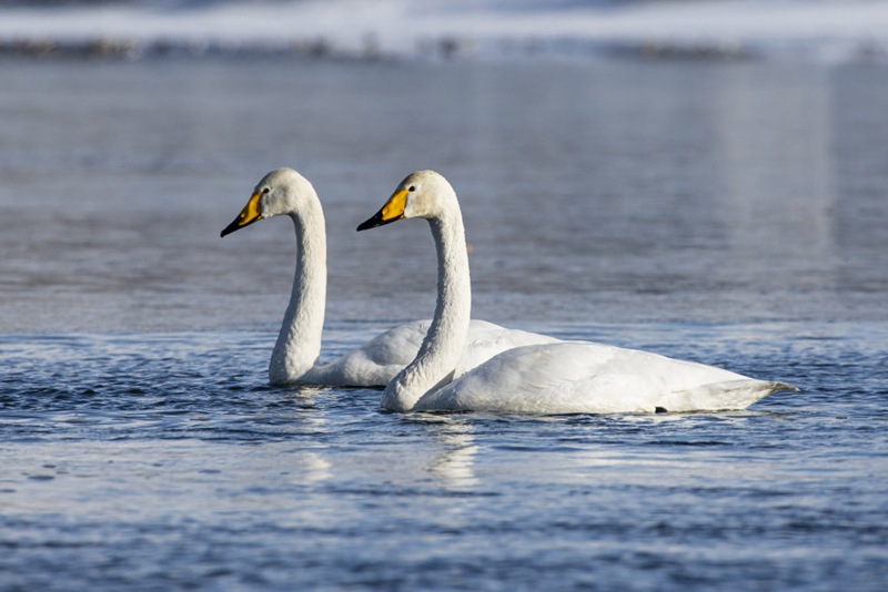Parapolsky Valley in Kamchatka: new measures to save rare birds