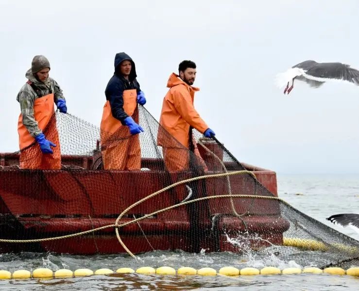 Passing days for salmon have been determined