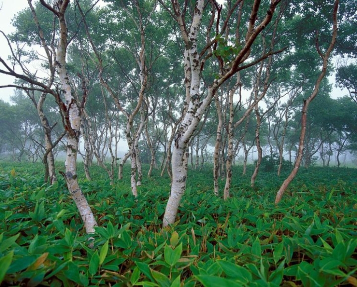 Two “black lumberjacks” in Kamchatka face 7 years in prison.