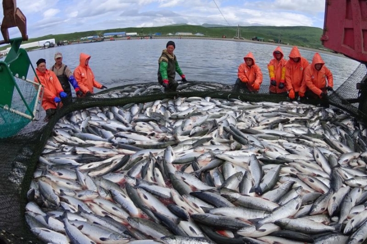 A fishing company in Kamchatka was convicted of illegal salmon fishing for 90 million rubles