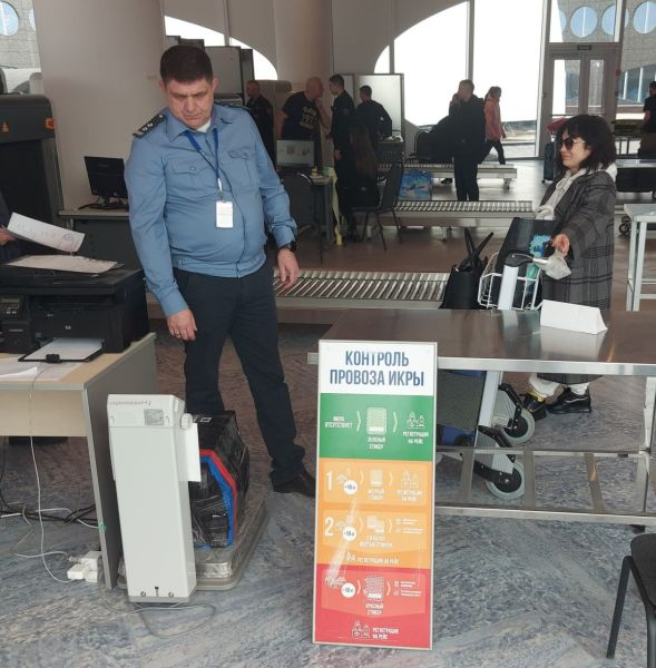 During the week, air passengers exported more than 2 tons of unmarked caviar from Kamchatka.