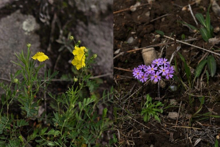 A rare flower from the Red Book of Kamchatka is under threat of destruction