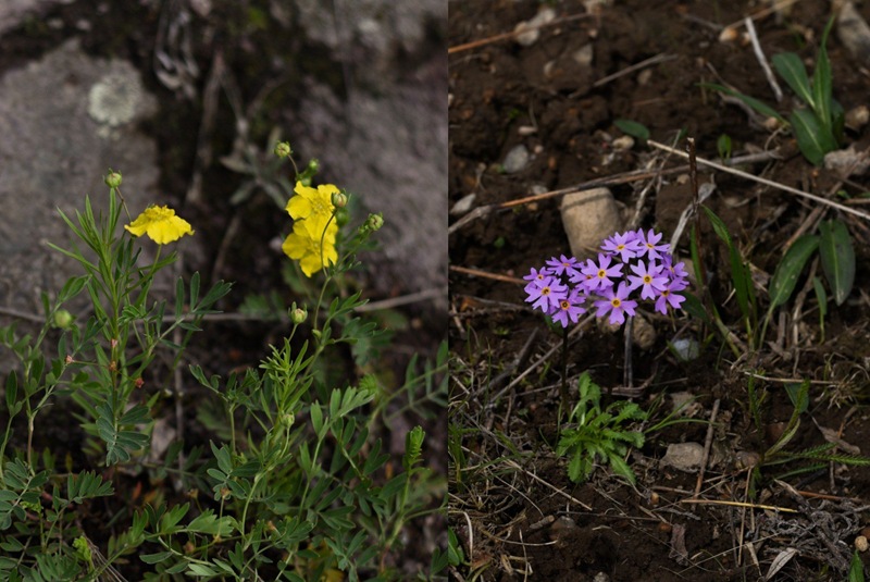 A rare flower from the Red Book of Kamchatka is under threat of destruction