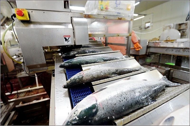 The quality of Kamchatka fish: frankly about the problems