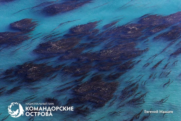 The secret of underwater forests near the Commander Islands has been revealed in Kamchatka.