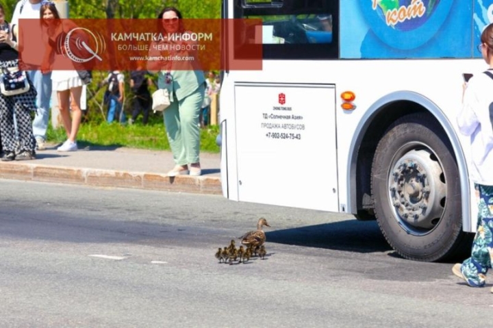 Duck Protection Day: Kamchatka residents came to the rescue of the duck family