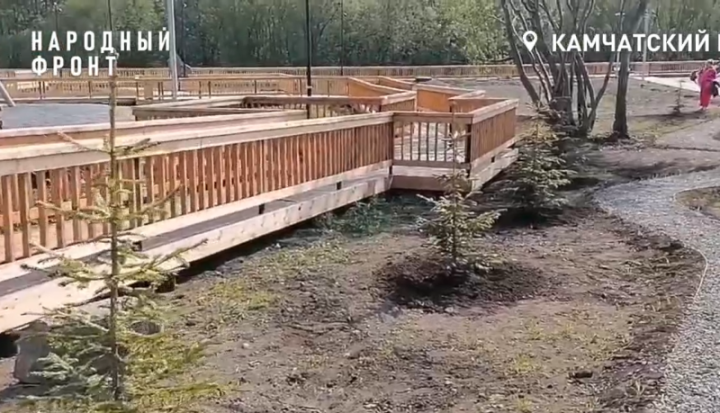Spruce trees are dying in Yelizovo in a park on the Avacha River due to the fault of a contractor
