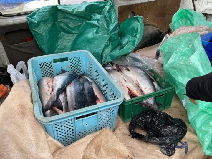 Poaching catch of half a centner of salmon seized by police in Kamchatka