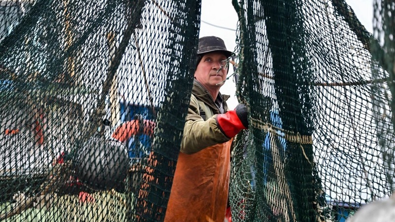 The Ministry of Agriculture has restricted salmon fishing in Kamchatka and the Amur Basin