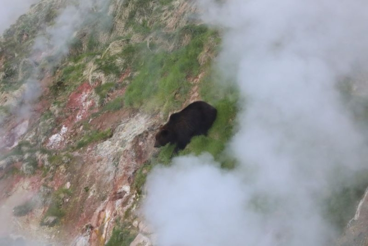 Kamchatka Nature Reserve offers virtual contact with bears and geysers