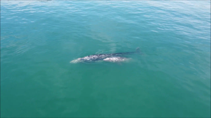 The first whales with cubs sailed to Kronotsky Bay in Kamchatka