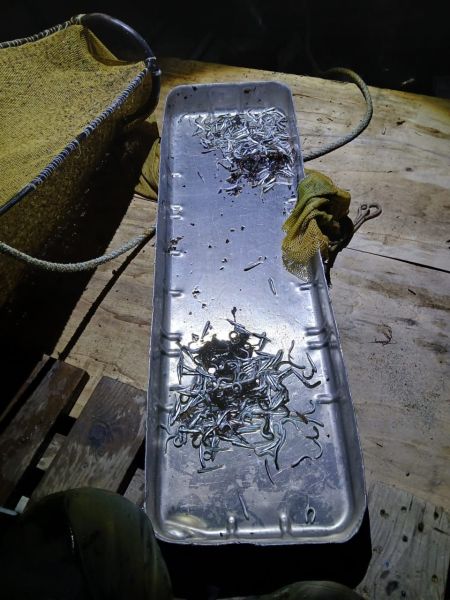 Kamchatka scientists conducted surveys of young Pacific salmon