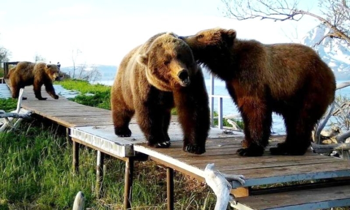 In a nature reserve in Kamchatka, the last kiss of a bear cub with its mother got into the frame.