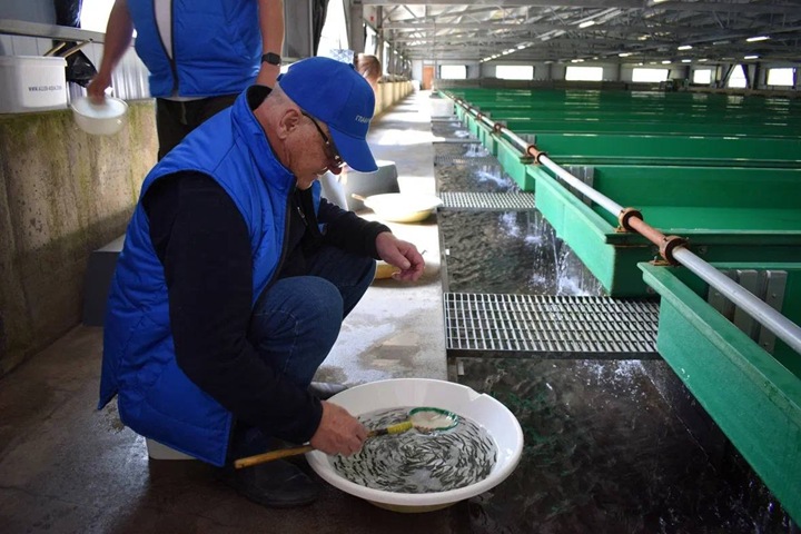 Catches of chum salmon in Kamchatka are increasingly dependent on factory fish