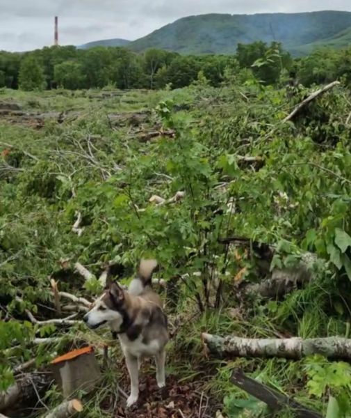 Petropavlovsk residents are outraged by deforestation near Lake Khalaktyrsky