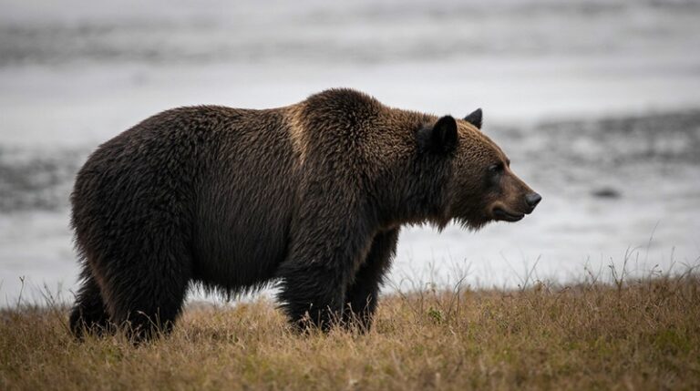 The number of bear visits to humans in Kamchatka may decrease