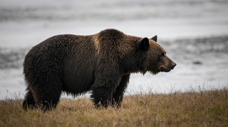 The number of bear visits to humans in Kamchatka may decrease