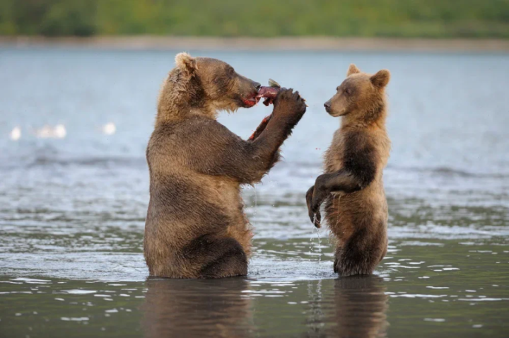 VTB: filming of a new family movie about Kamchatka bears has started