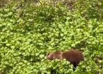 Wild tourists appeared on the trail to the Blue Lakes in Kamchatka