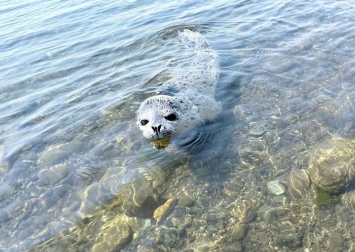 In the north of Kamchatka, villagers rescued a “lost” seal