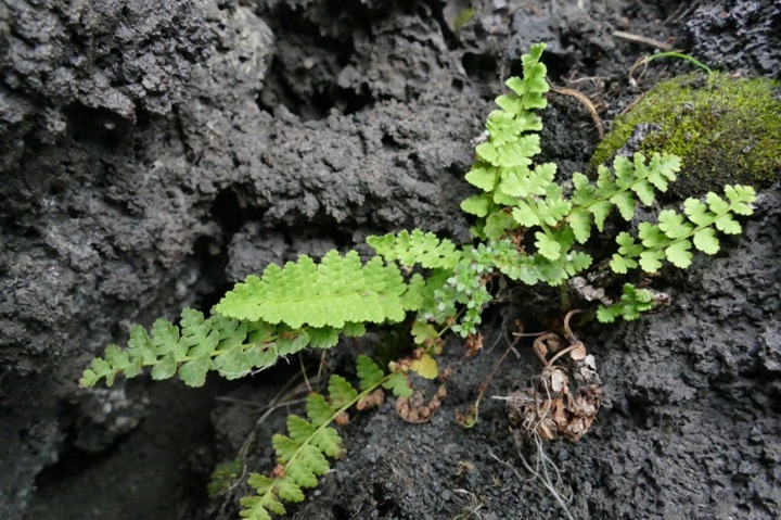 A rare fern from the Red Book has been found in Kamchatka.