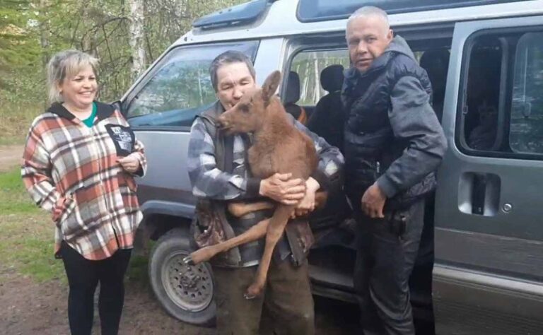 In Kamchatka, people saved a calf from certain death in the teeth of a bear