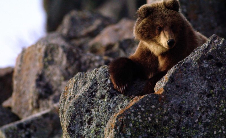 Stories from the life of Kamchatka bears will form the basis of the “Clubfoot Story”