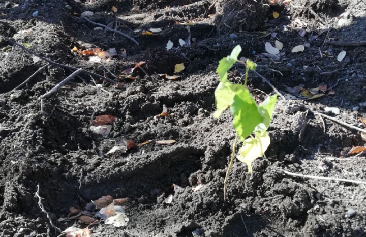 100,000 seedlings will be grown in Kamchatka to restore forests.