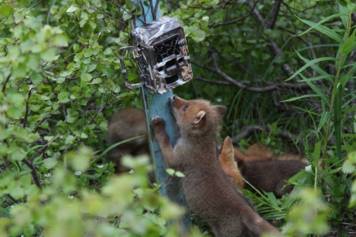 Kronotsky Nature Reserve in Kamchatka presented its kids on Children’s Day